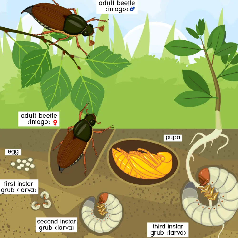 The life cycle of grubs