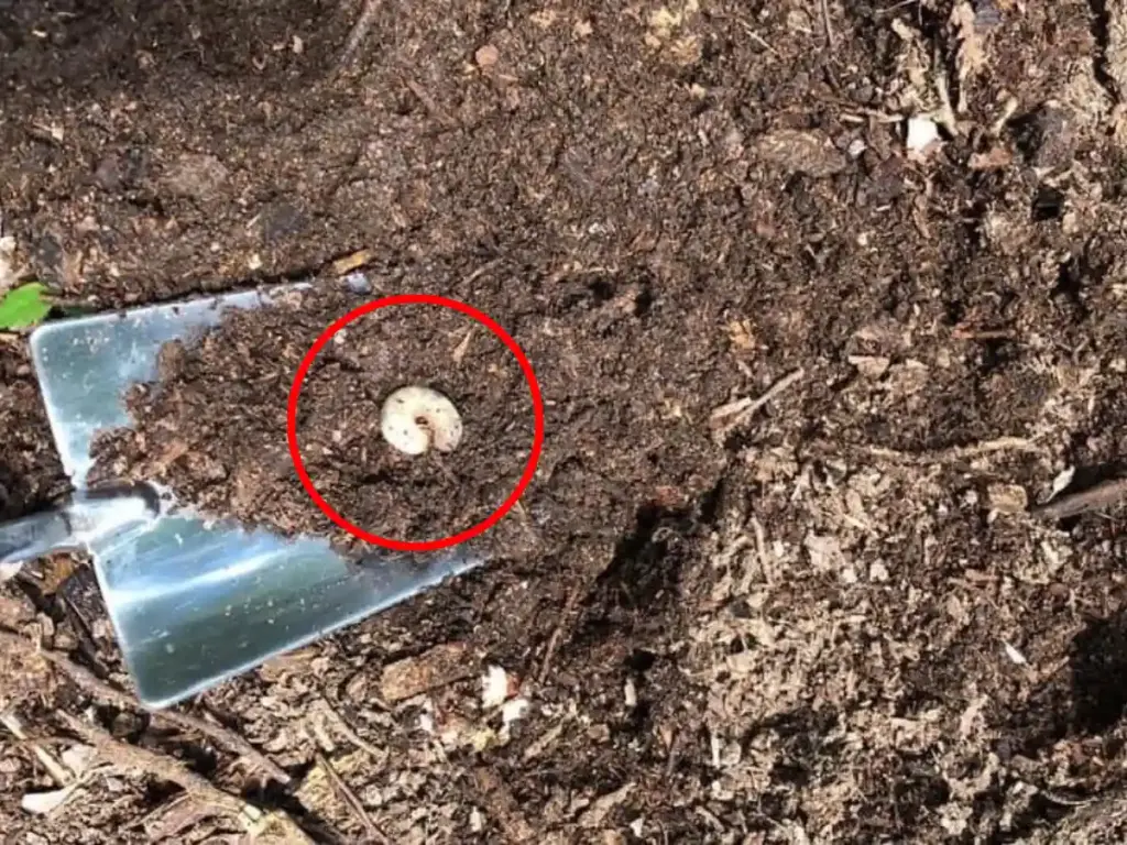 Grubs in compost piles