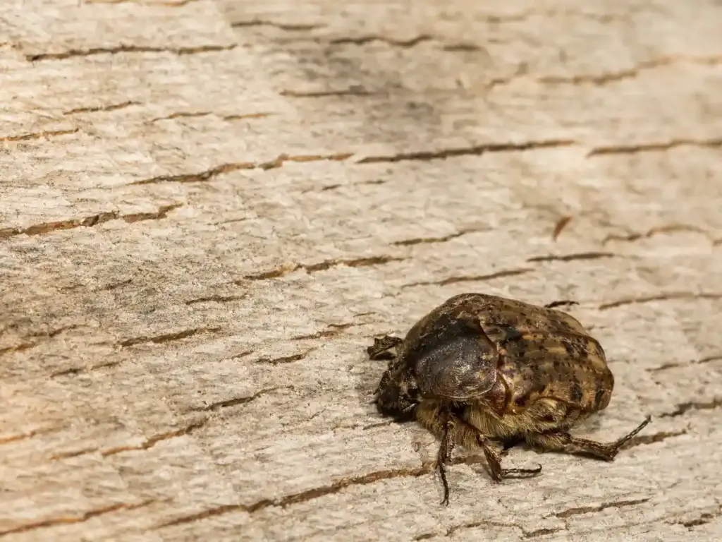 bumble flower beetle