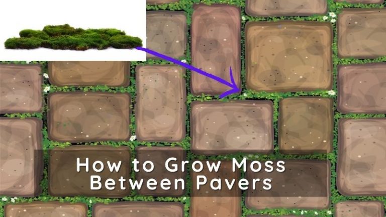 How to Grow Moss Between Pavers in Your Patio