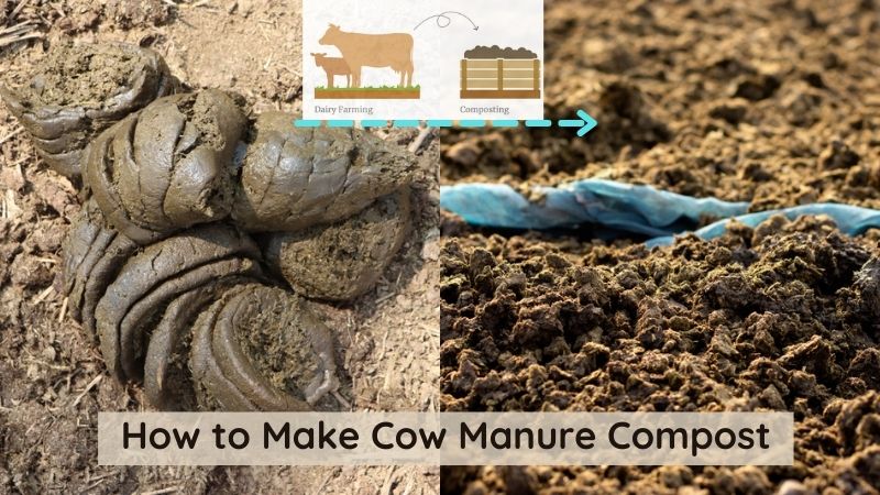 How to make cow manure compost

