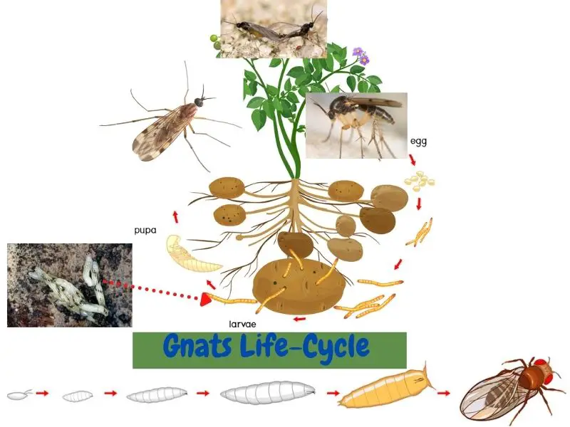 Yard Gnats Life Cycle