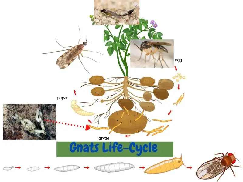 How To Get Rid Of Gnats In Your Yard Yardowner