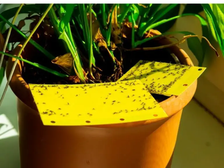 How to Get Rid of Gnats in Your Yard YardOwner