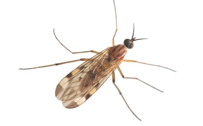 Gnats Yard flies, causes, contol and how to get rid of yard gnats