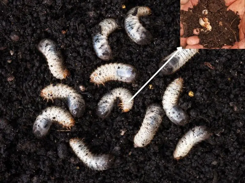 Grubs in Compost – Are They Good or Bad?
