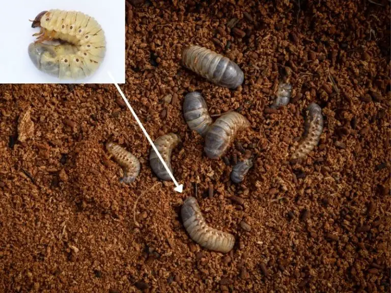 Grubs in Compost Are They Good or Bad? YardOwner