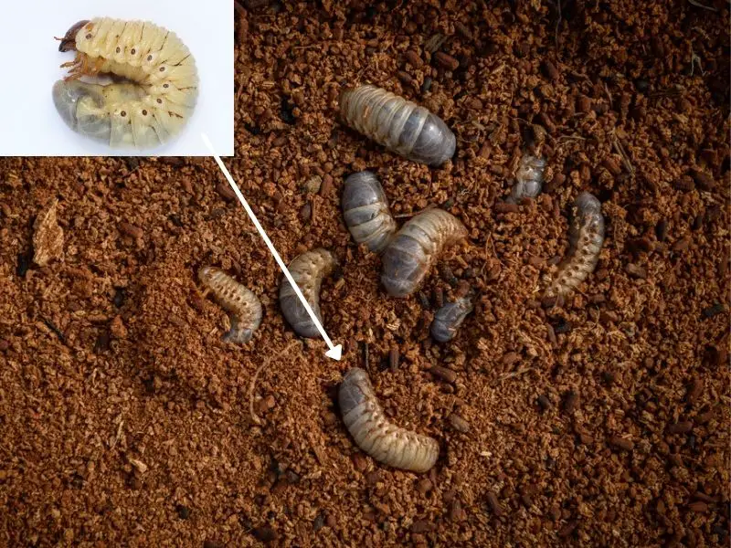 Grubs in Compost – Are They Good or Bad?