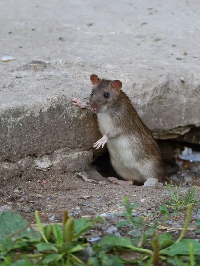 Creative Ways to Cover Rat Holes and Deter the Rodents