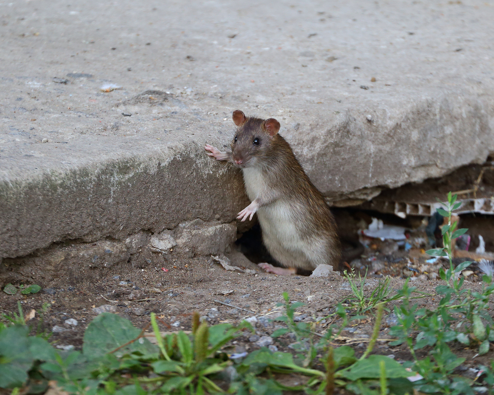 A rat peeping out of its hole in the yard