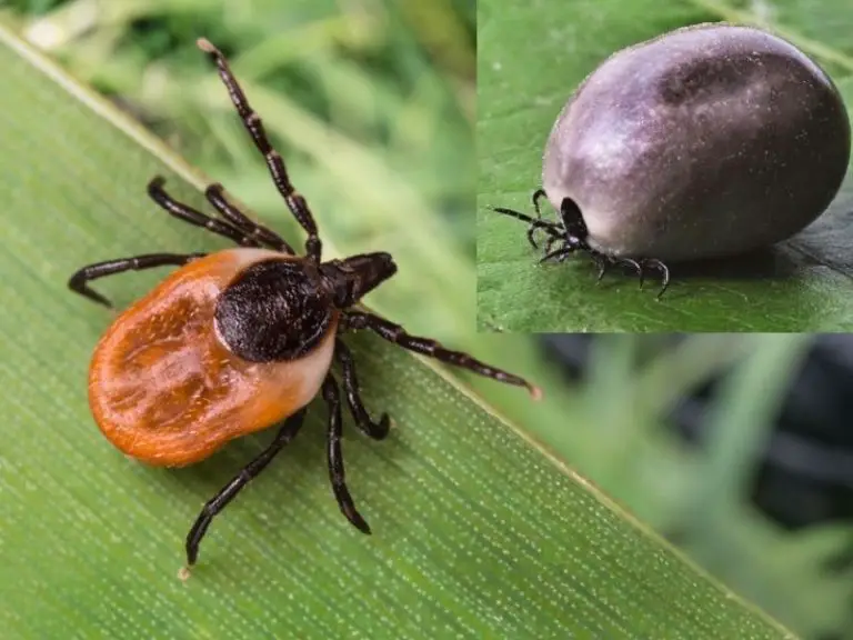 Homemade Tick Spray for Yard YardOwner