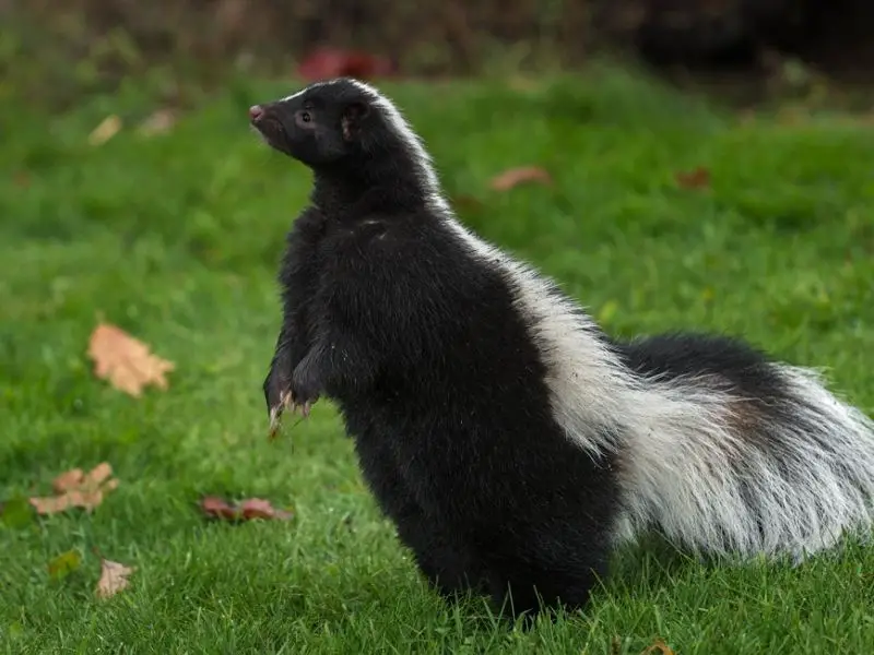 Do skunks hide under decks? and how to get rid of them