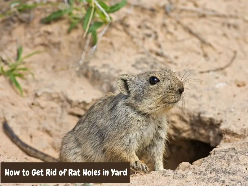 Rat deterrents are great for eliminating rats in the lawn.