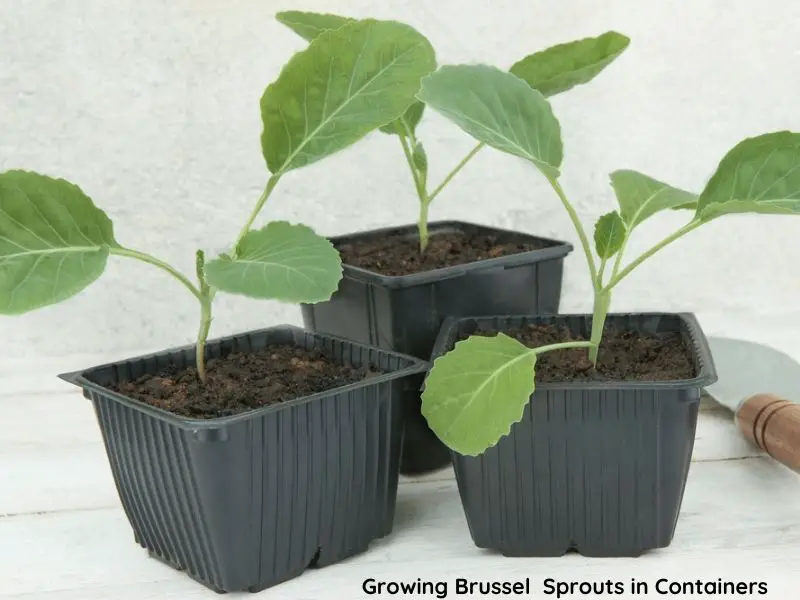 how to grow brussels sprouts in a container