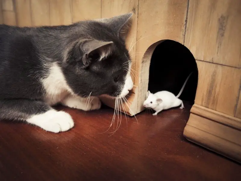 Natural rat control methods like adopting a cat
