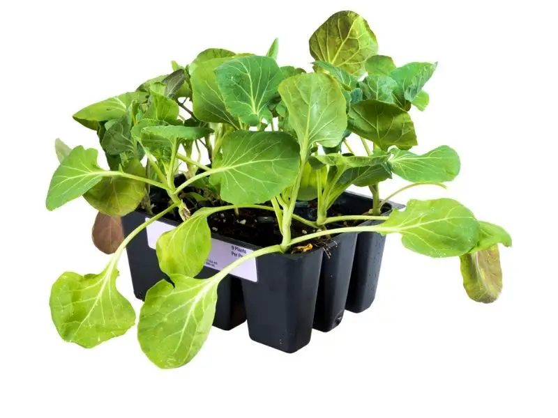 Growing Brussel Sprouts in Containers ideas