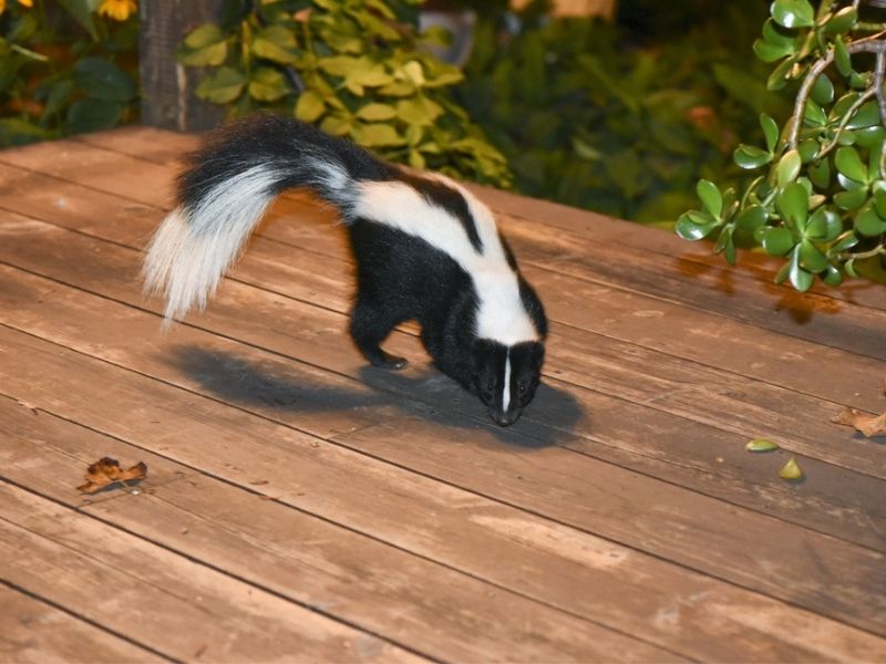 How to Get Rid of Skunks under the Deck