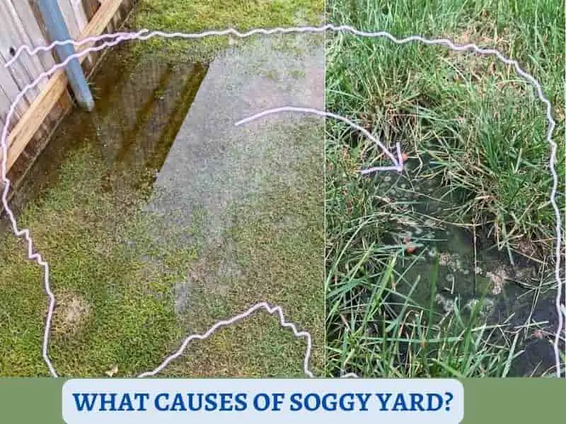 What causes a swampy waterlogged yard?