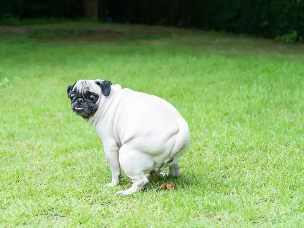 Spray that hardens outlet dog poop