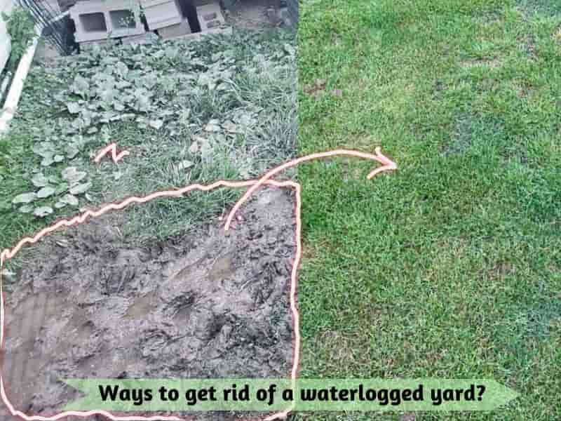 How do I get rid of a swampy yard? ways to get rid of waterlogged yard, stagnant water on yard