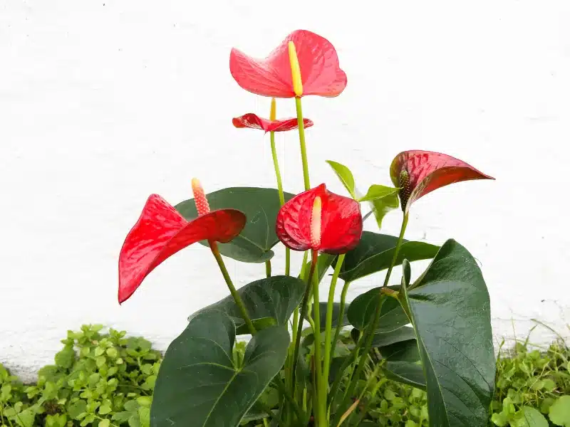 A healthy, well-cared for anthurium plant.