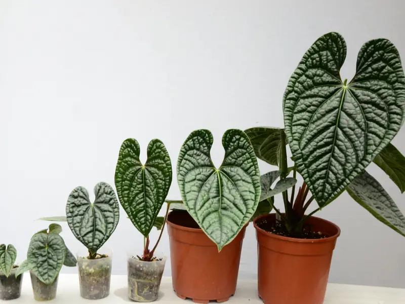 Growth progression of anthurium