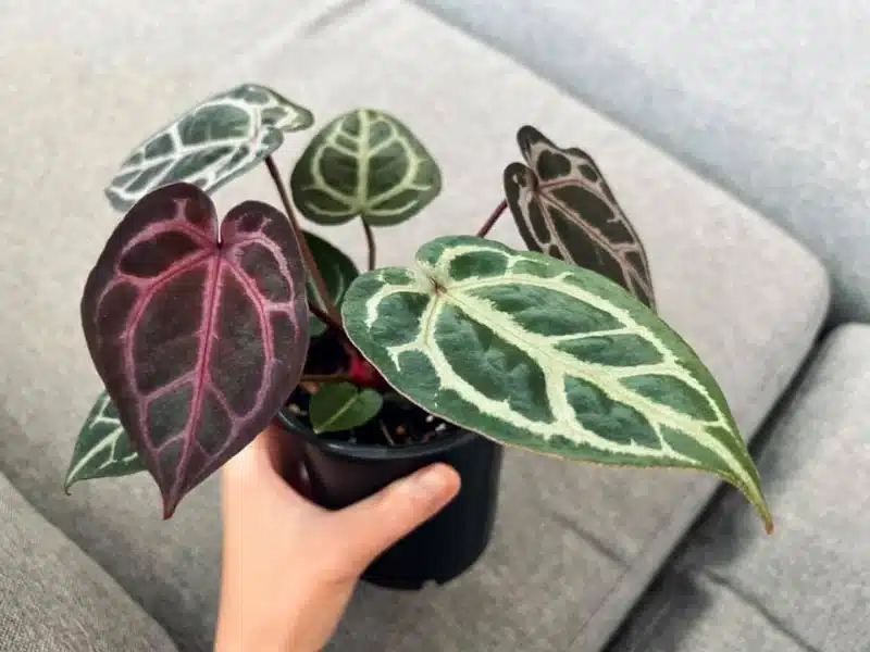 Different varieties of anthurium exist.