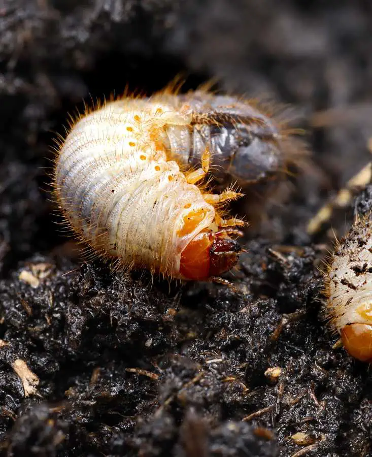 Are Grubs in Compost Good or Bad? Expert Views