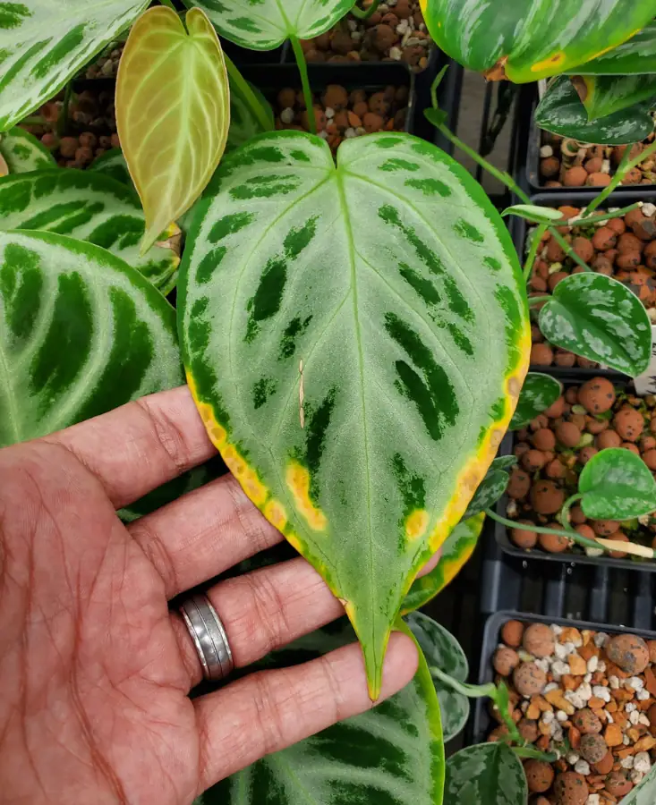 Anthurium leaf yellowing.