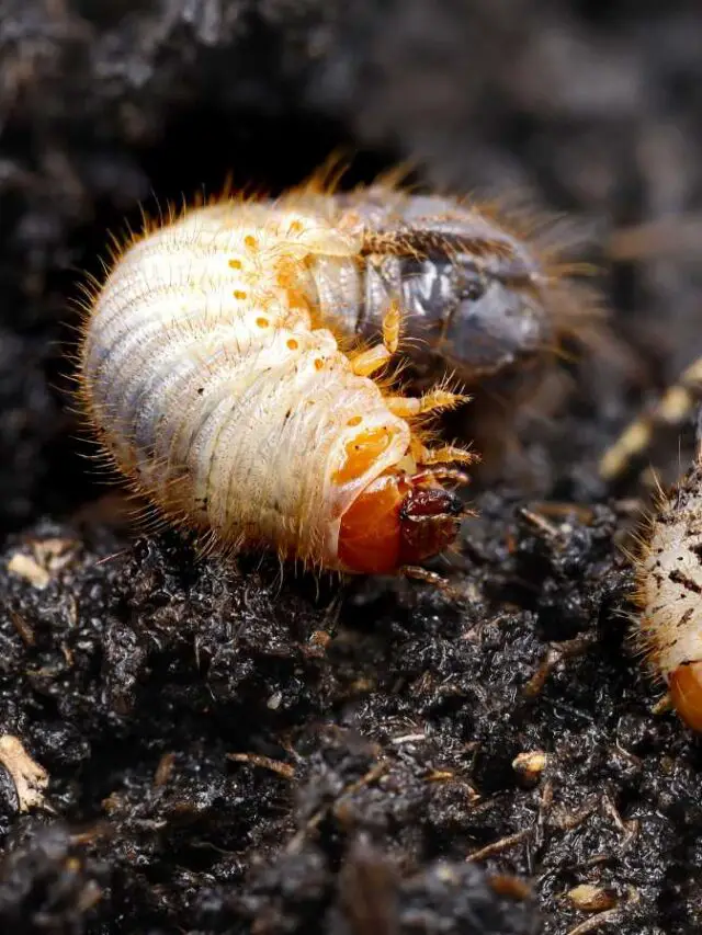 5 Reasons Why Grubs in Your Compost Are a Good Thing
