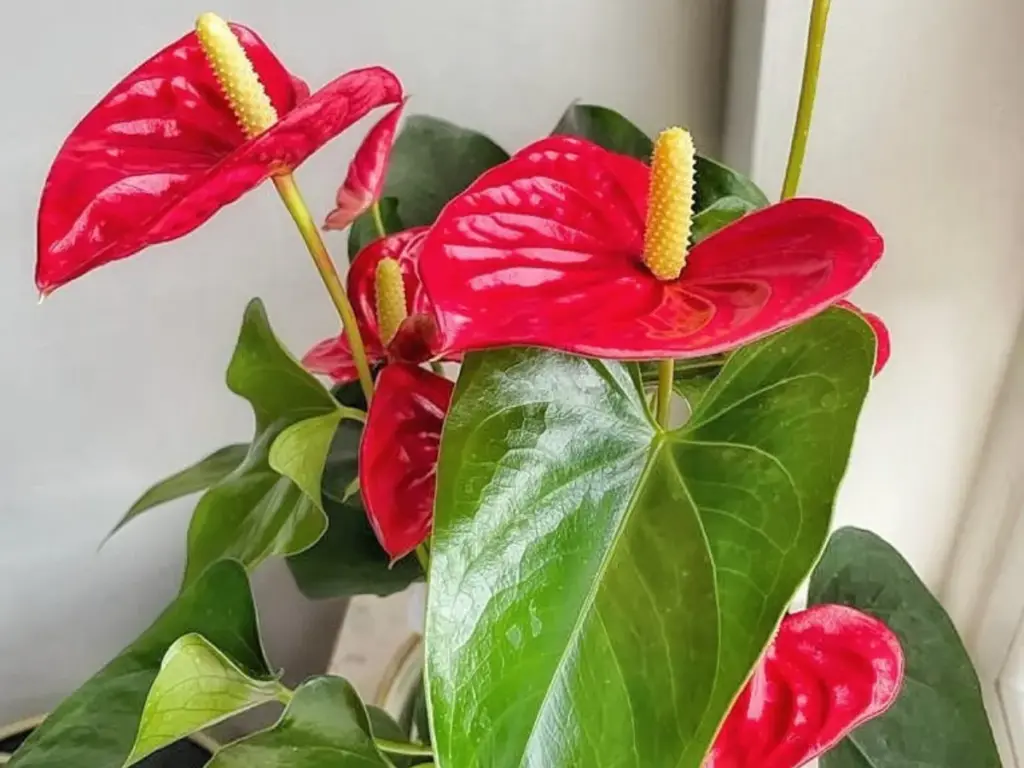An anthurium with red blooms.