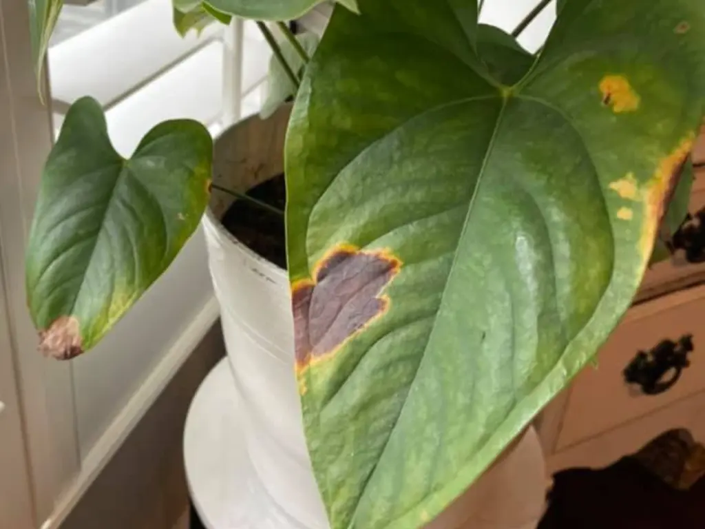 Brown patches on anthurium leaves