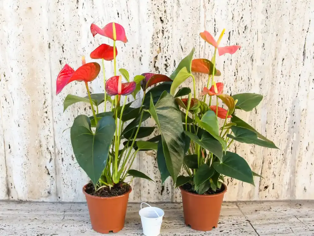 Give anthuriums bright indirect light