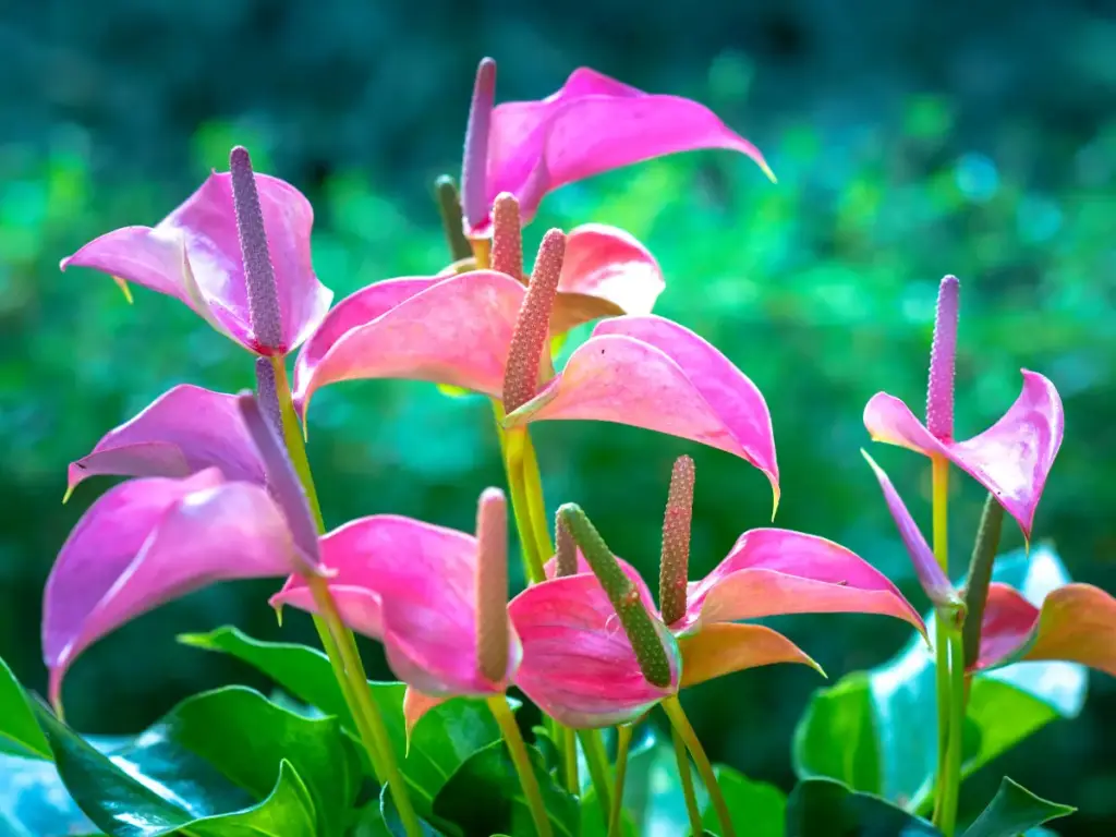 Showy flowers of an anthurium plant.