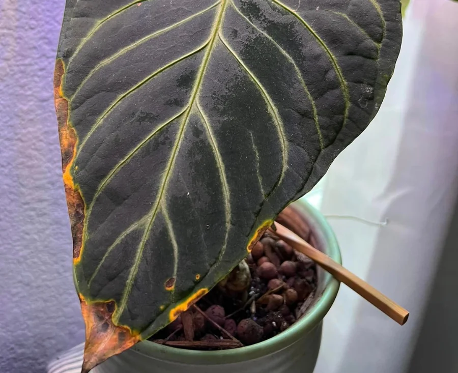 Marginal leaf burn in anthuriums.