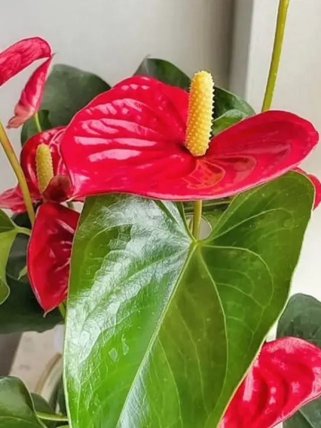 How to Grow Anthuriums that WILL BLOOM All Year